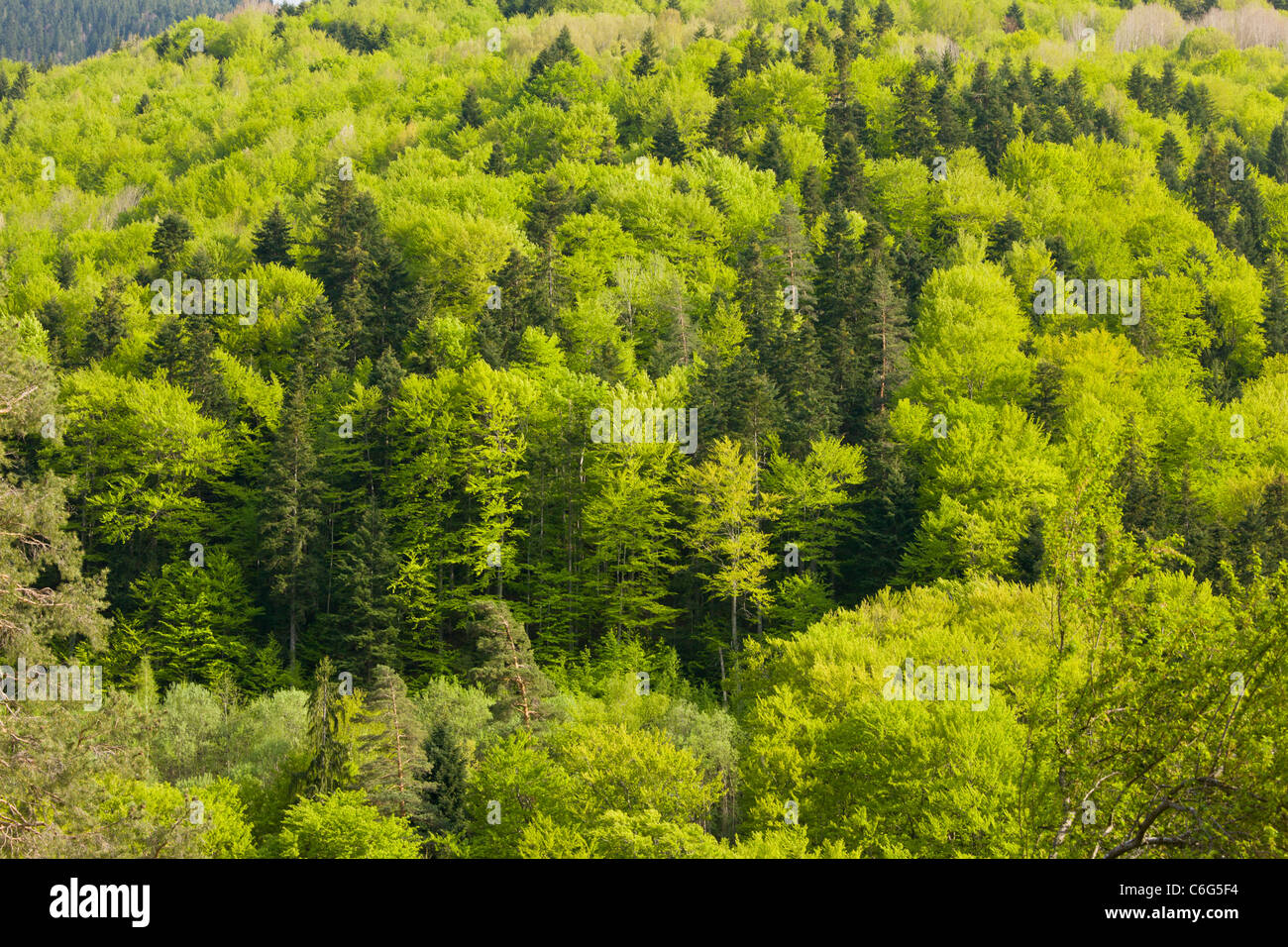 Schön gemischt Wald im Frühjahr in der Rilska River Valley in der Nähe von Kloster Rila, Bulgarien Stockfoto