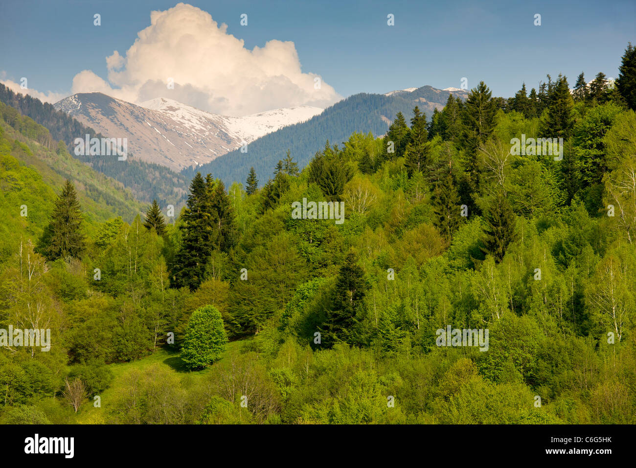 Schön gemischt Wald im Frühjahr in der Rilska River Valley in der Nähe von Kloster Rila, Bulgarien Stockfoto