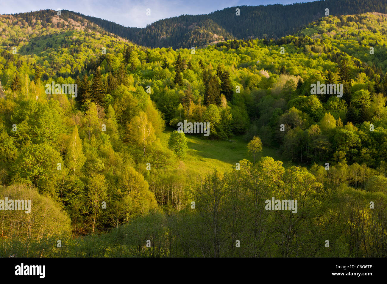 Schön gemischt Wald im Frühjahr in der Rilska River Valley in der Nähe von Kloster Rila, Bulgarien Stockfoto