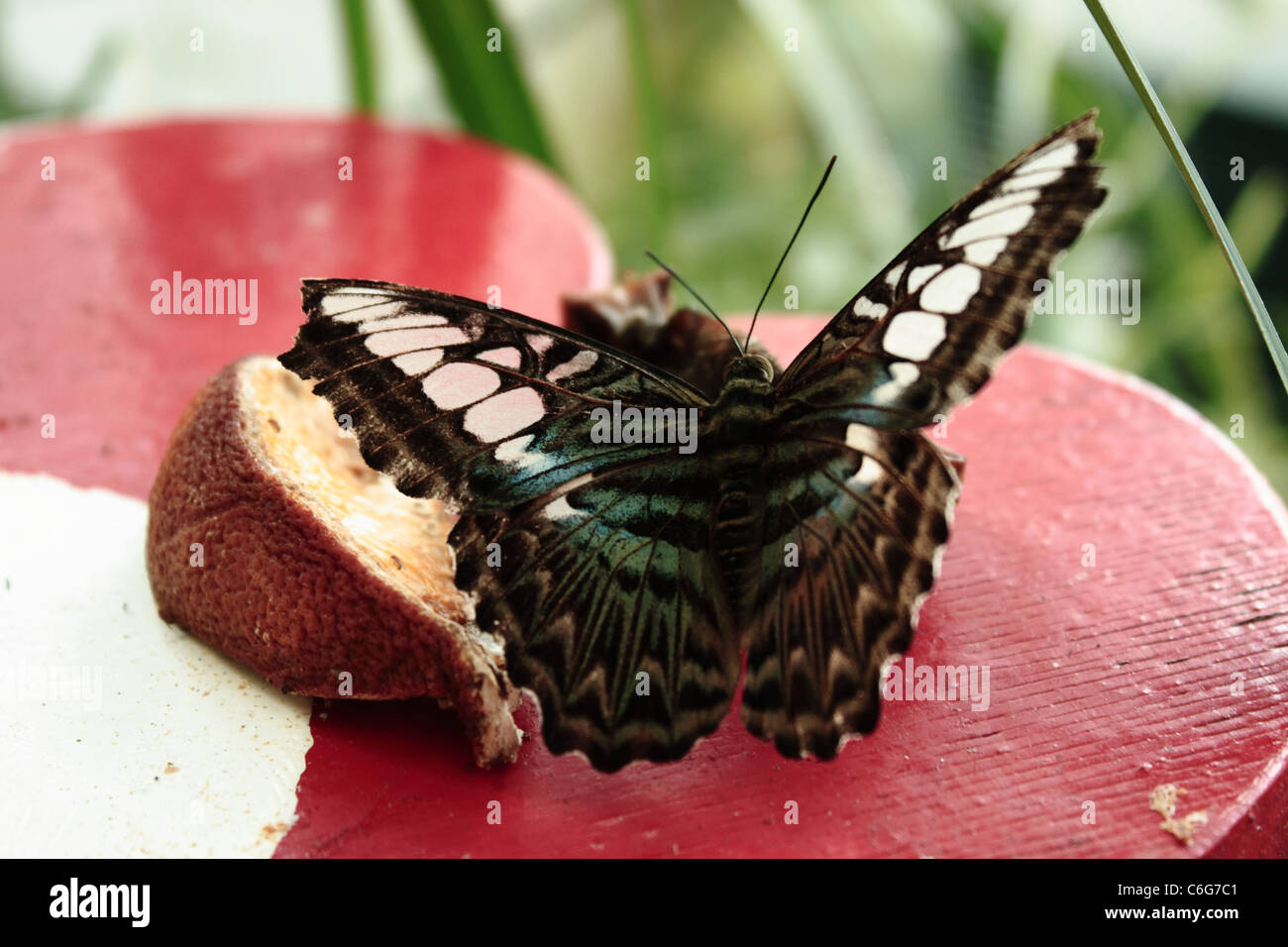 Schmetterling auf einem roten Tisch Stockfoto