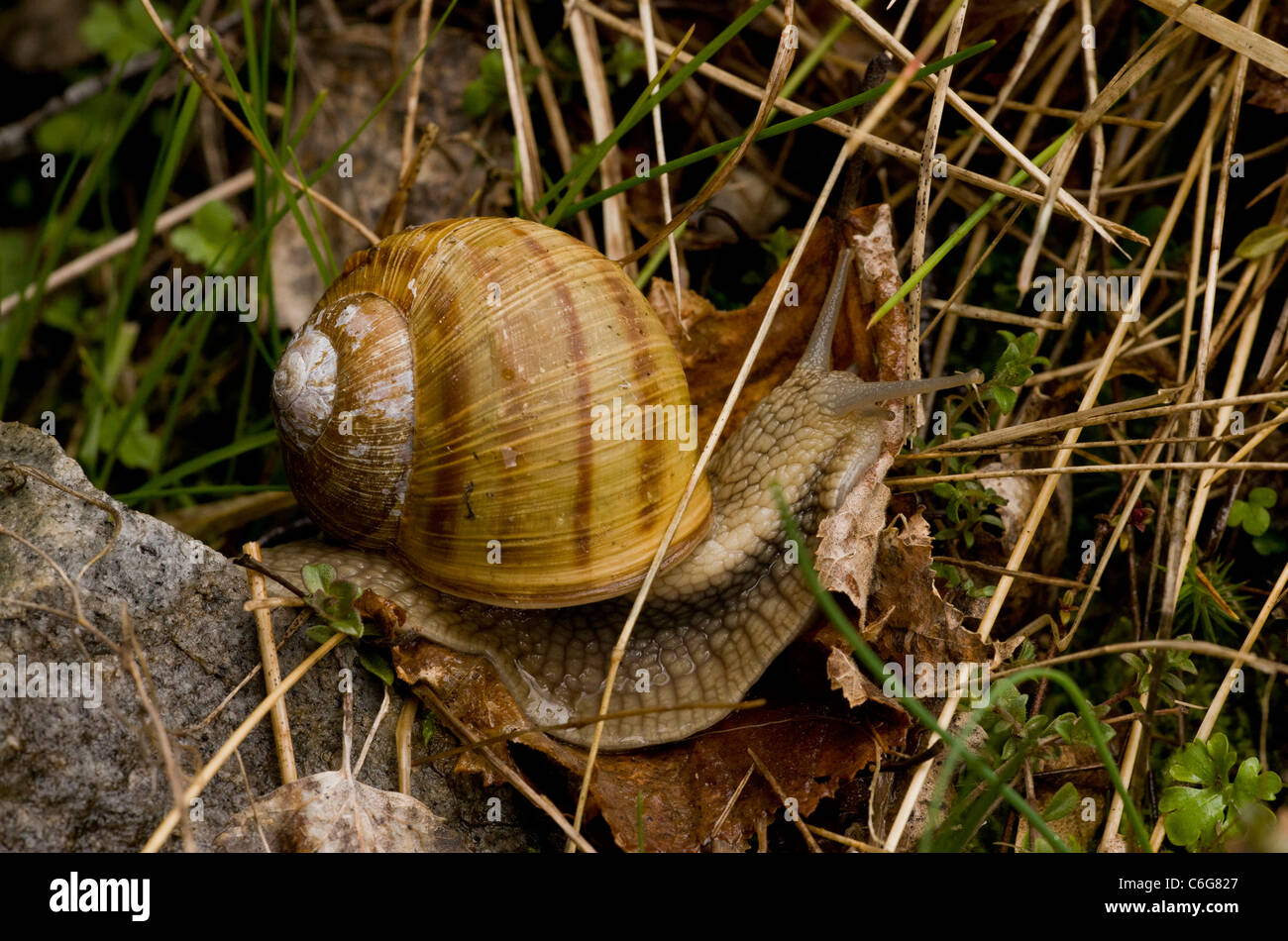 Essbare Schnecken oder Roman Snail, Helix Pomatia; Bulgarien. Stockfoto