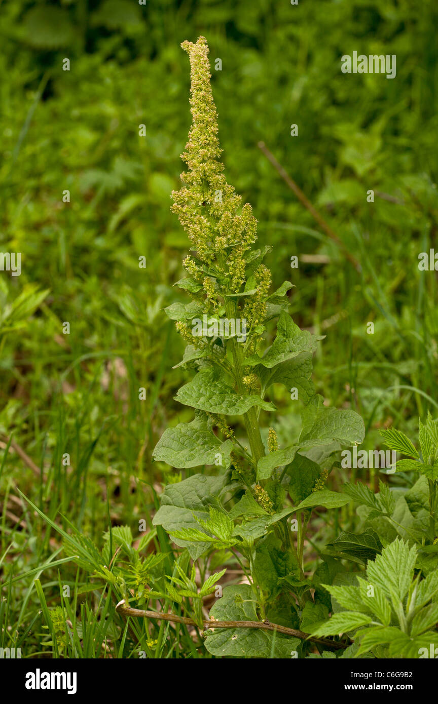 Guter Heinrich, Chenopodium Bonus-Henricus in Blüte. Essbare Blätter. In Großbritannien eingeführt. Stockfoto