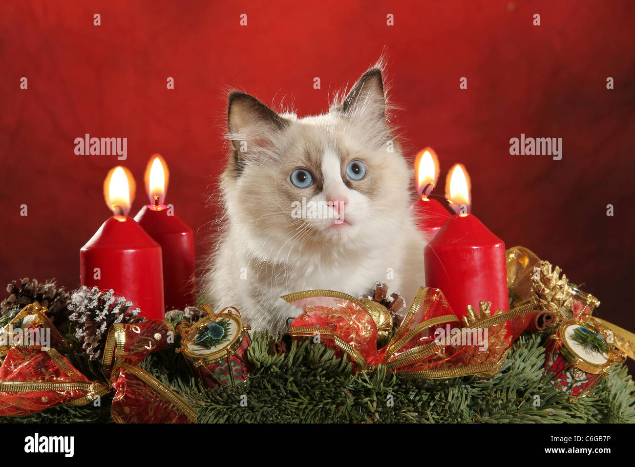 3 Advent Bilder Katzen: Entfache die Magie der Weihnachtszeit mit süßen Katzendarstellungen