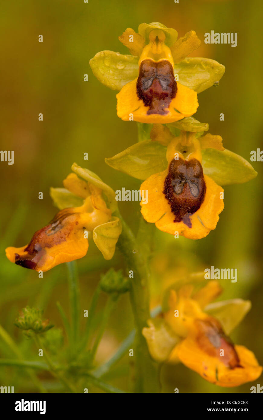 Gelbe Biene Orchideen, Ophrys Lutea in Blüte, Süd-Italien. Stockfoto