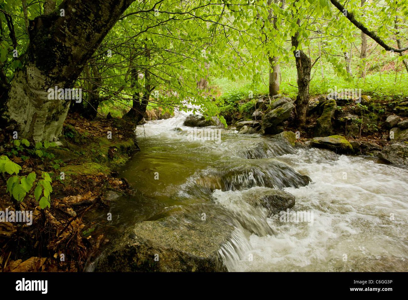 Stream in der Pirin Nationalpark, Bulgarien Stockfoto