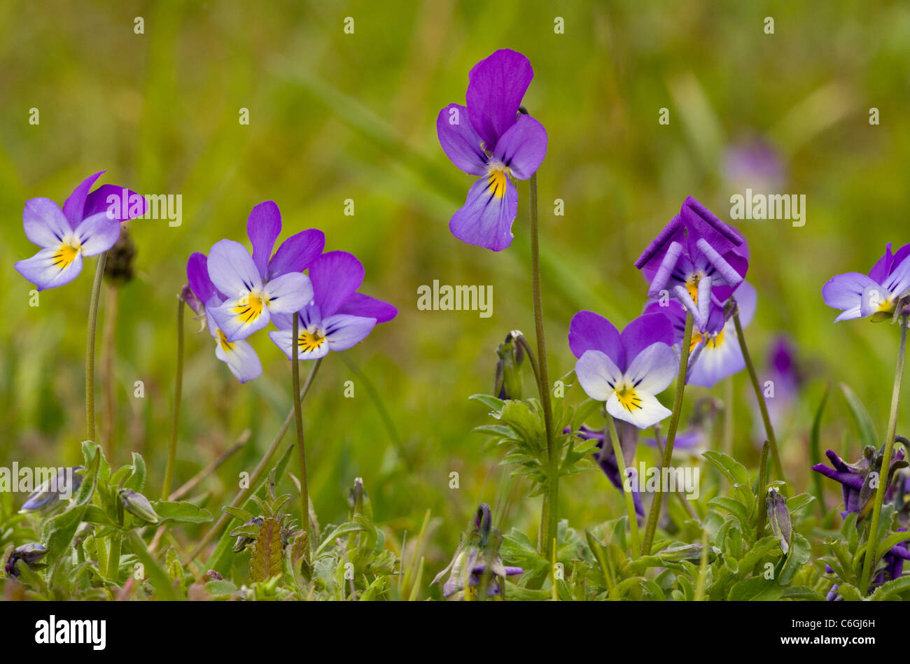 Wilde Stiefmütterchen oder Stiefmütterchen, Viola Tricolor, in Alm. Bulgarien. Stockfoto