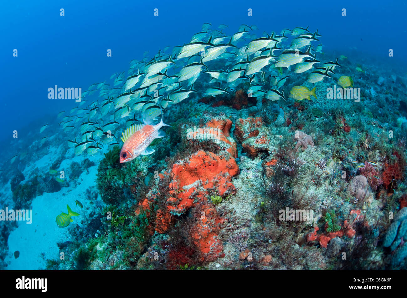 Korallenriffe in Juno Beach, Florida, sind Heimat für Hunderte von Sorten von Fische, Schildkröten, Korallen und Schwämme. Stockfoto