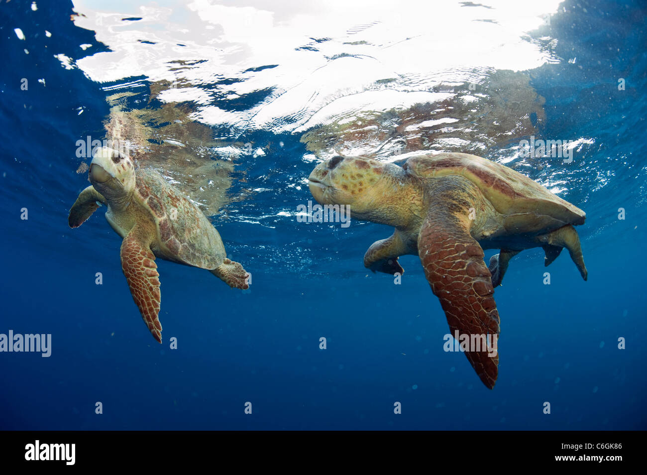 Meeresschildkröten Caretta, Caretta Caretta, Gericht Offshore-Palm Beach County, Florida, vor der Paarung. Stockfoto