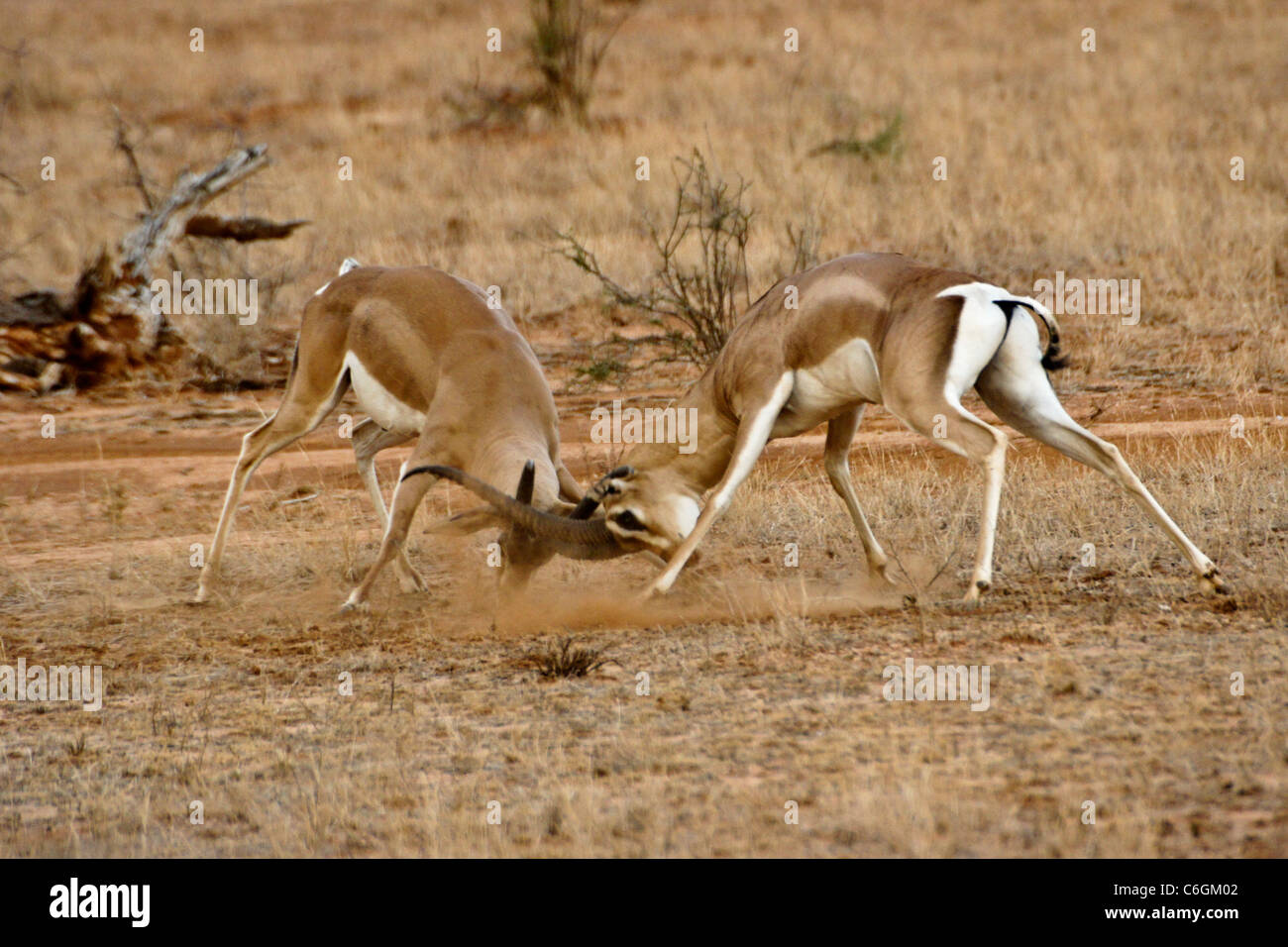 Männliche Grant Gazellen kämpfen, Samburu Game Reserve, Kenia Stockfoto