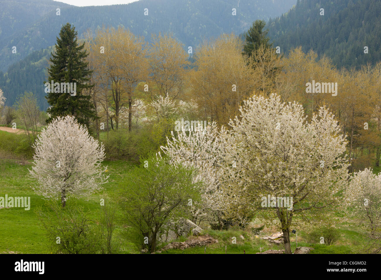 Wild Cherry oder Gean, Prunus Avium Bäume in einem Frühling bewaldete Landschaft; Rhodopi Gebirge, in der Nähe von Smoljan, Süd-Bulgarien Stockfoto
