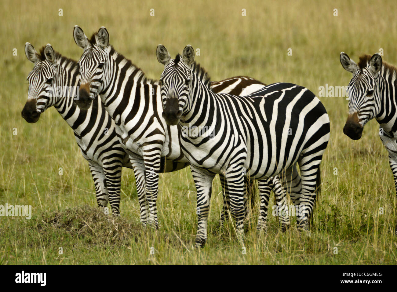 Gemeinsamen Zebras, Masai Mara, Kenia Stockfoto