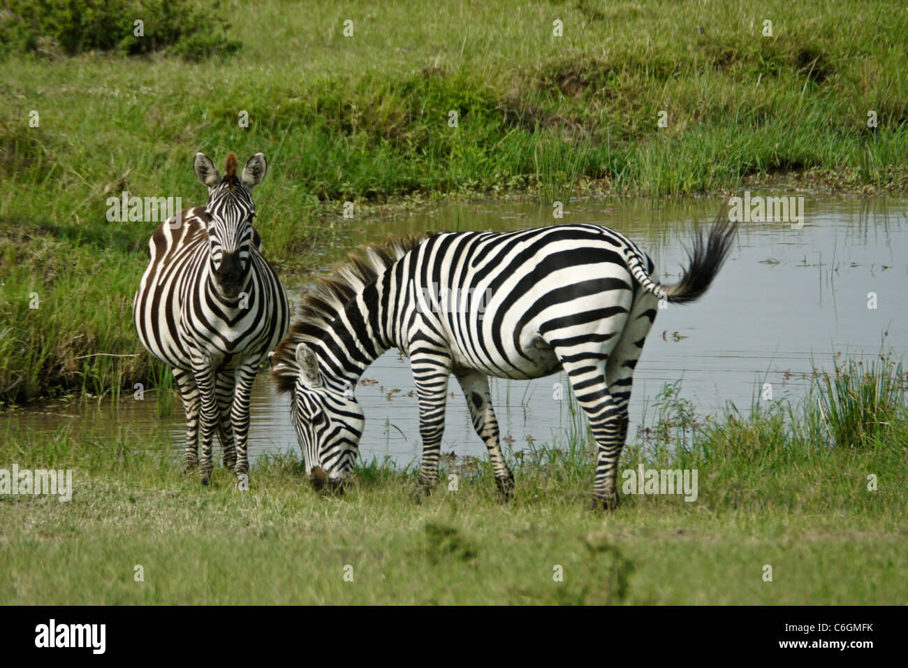 Gemeinsamen Zebras am Wasserloch, Masai Mara, Kenia Stockfoto