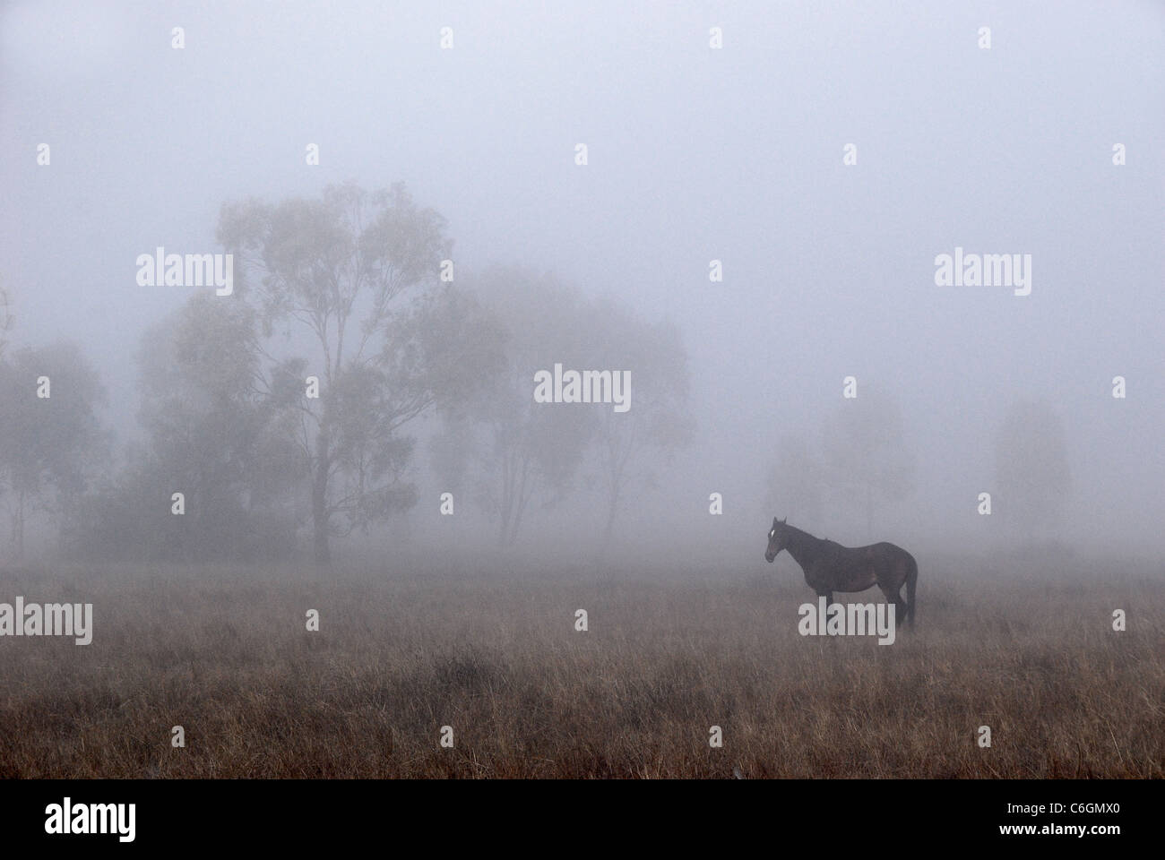 Pferd stehend im Morgennebel Stockfoto