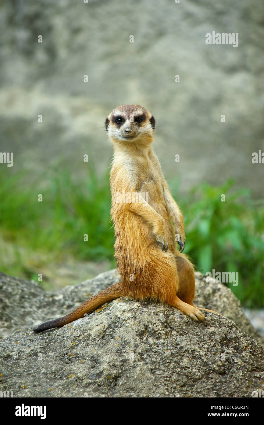 Erdmännchen wacht über seine Familie im zoo Stockfoto