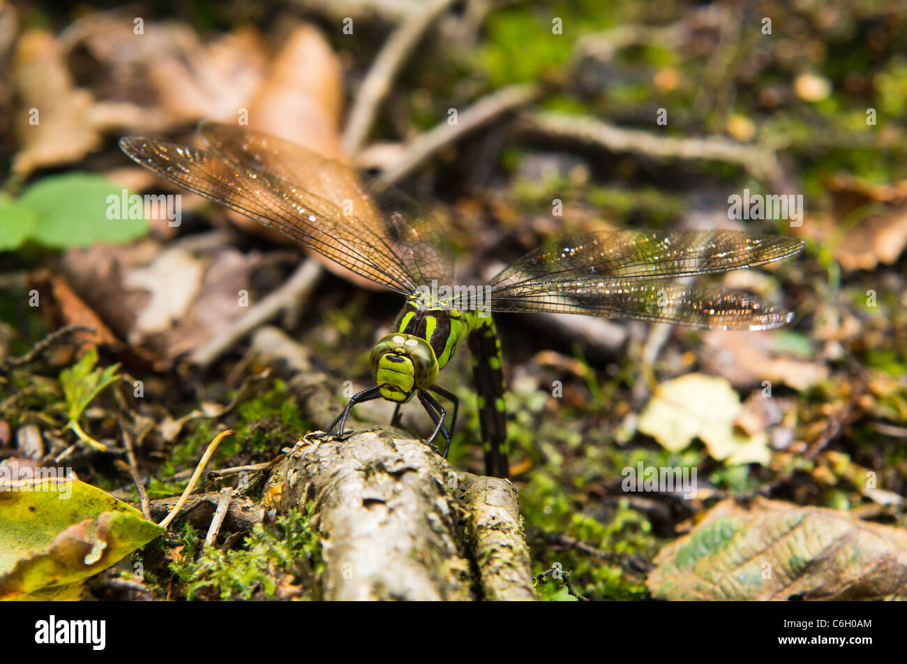 Südlichen Hawker Libelle Eiablage Stockfoto