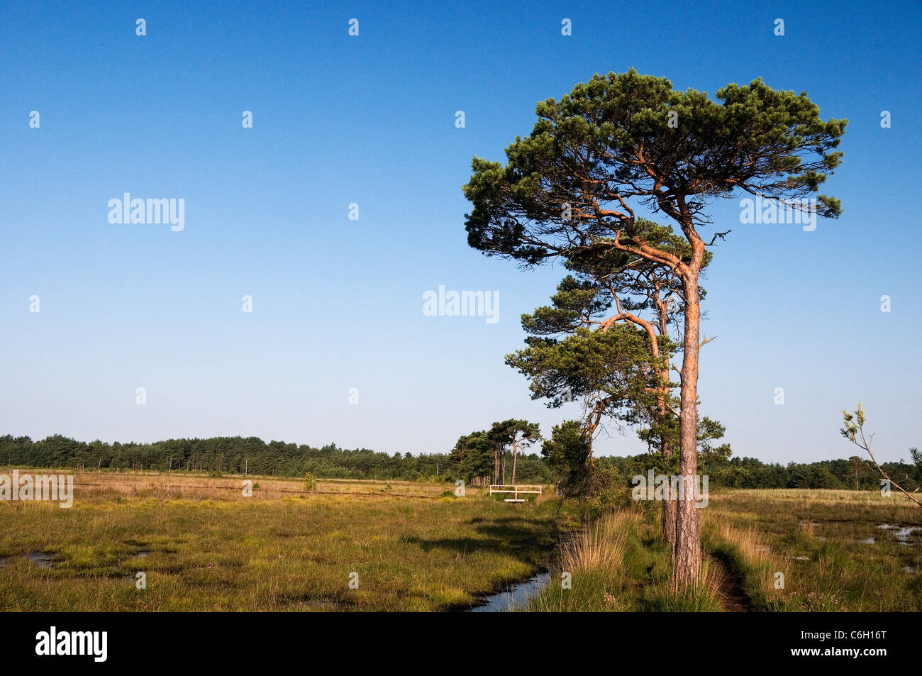 Föhren auf thursley Gemeinsame Surrey England Großbritannien Stockfoto
