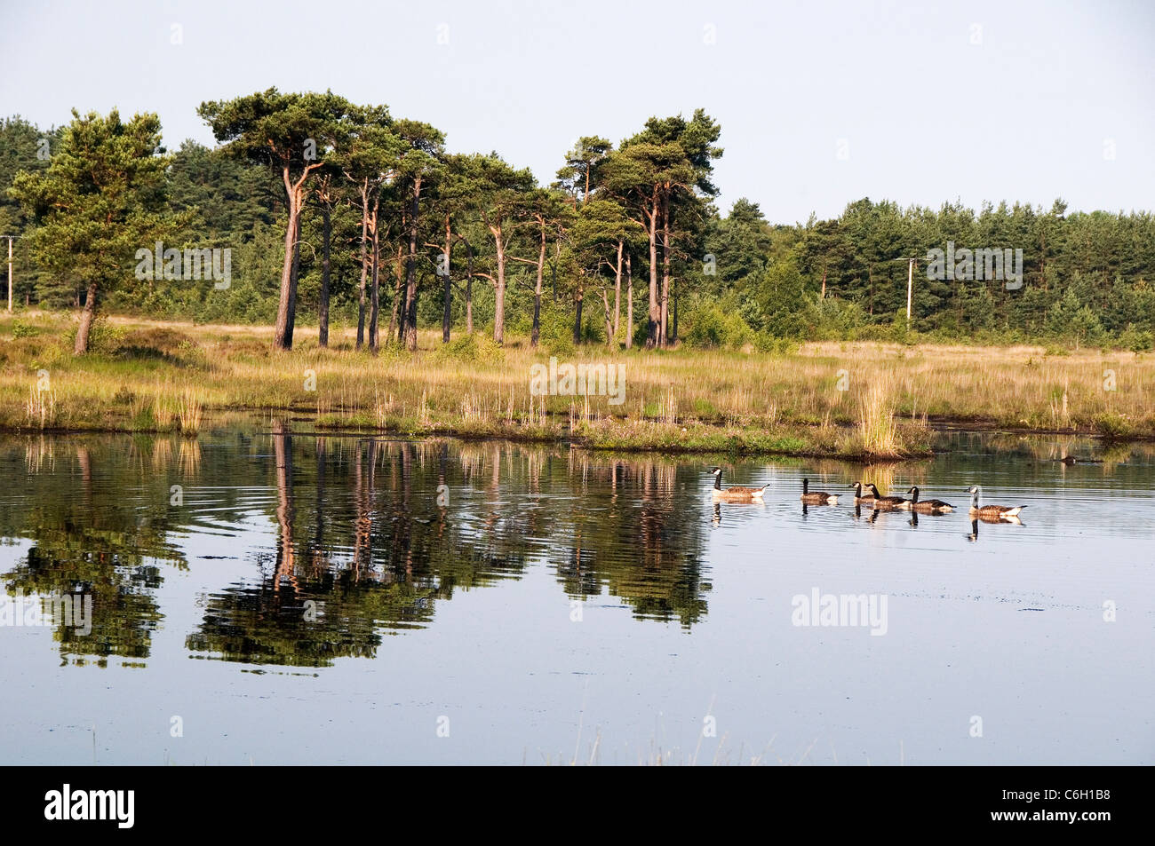 Canada Gänse am Thursley gemeinsame Surrey England Großbritannien Stockfoto