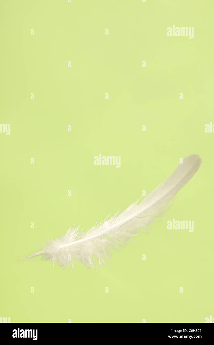 Fallenden weißen zarten Vogel Feder Nahaufnahme auf hellgrünem Hintergrund isoliert Stockfoto