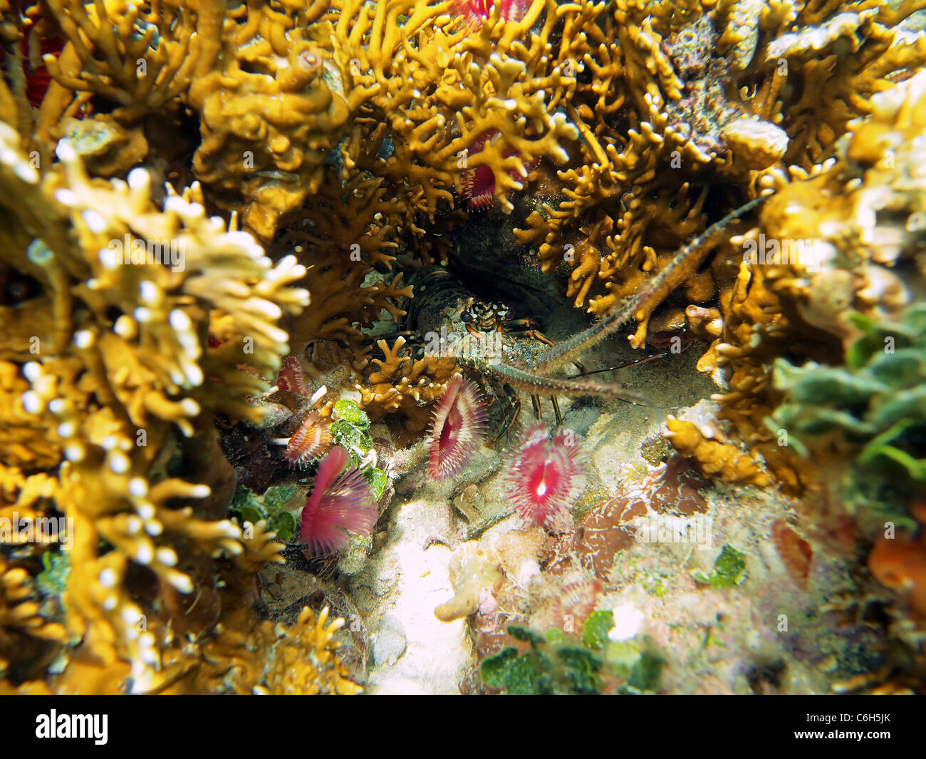 Languste mit bunten Meer Würmer in den Korallen des karibischen Meeres, Riviera Maya, Mexiko Stockfoto