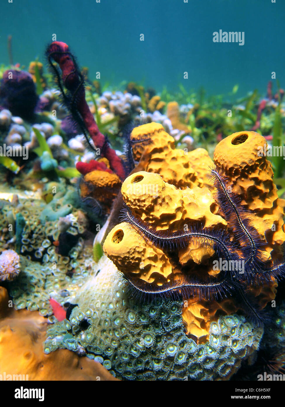 Bunte Schwämme mit Korallen in der Karibik, Costa Rica Stockfoto