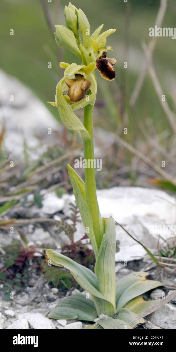 Frühen Spider Orchid (Ophrys Sphegodes) zeigen, dass eine dunkle Blume und einer Reifen eröffneten Blume, die da verblasst Stockfoto