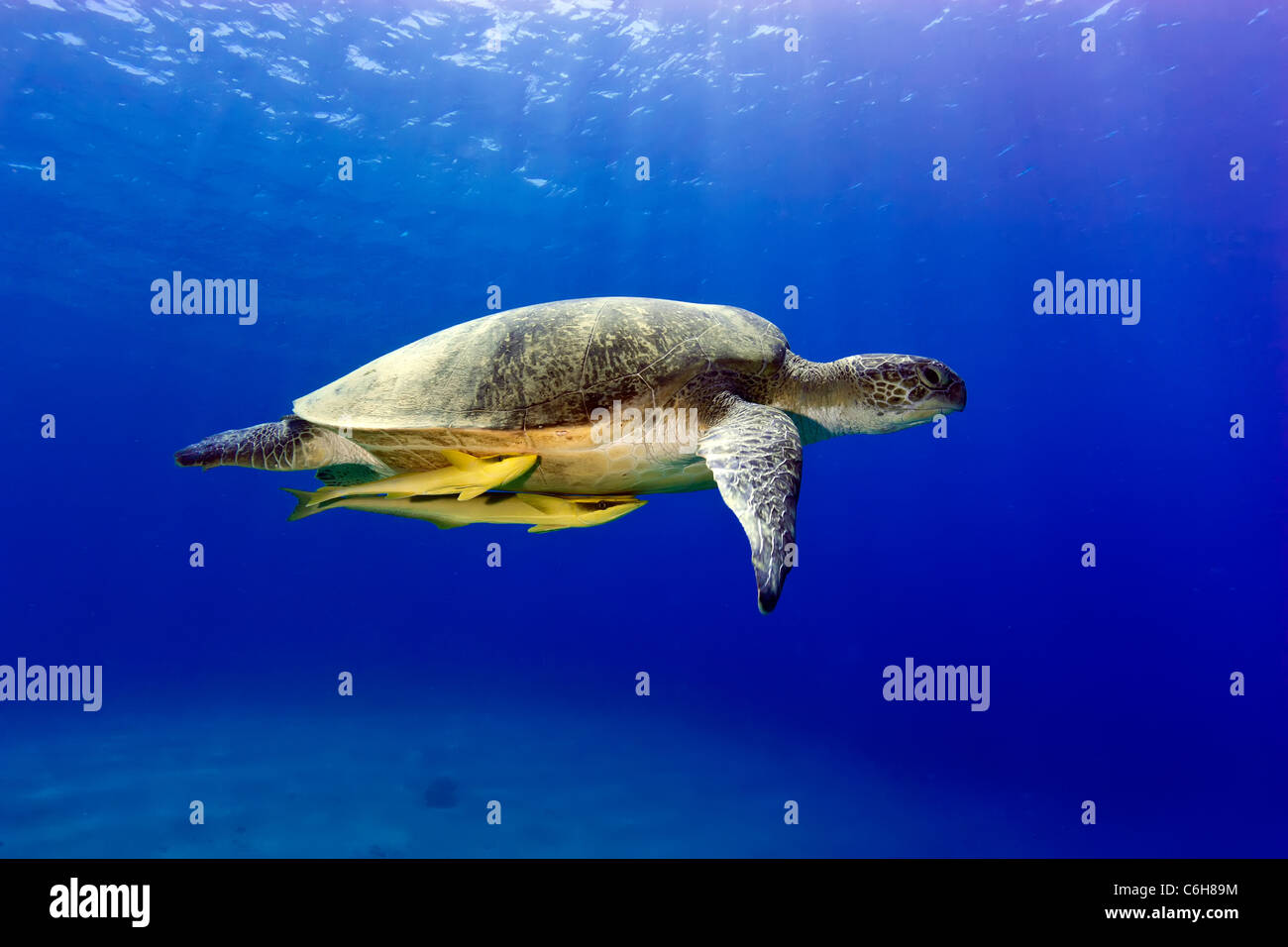 Eine große grüne Meeresschildkröte Gastgeber für zwei befestigt striped Remora schwimmt nahe der Oberfläche Stockfoto