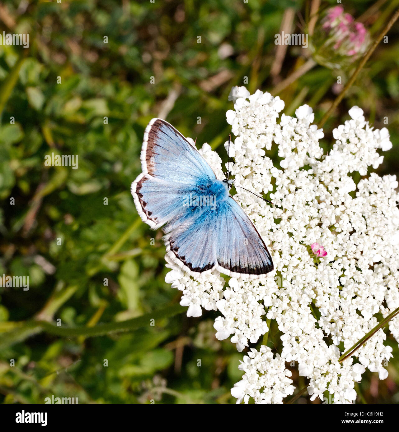 Chalkhill Blue Butterfly Polyommatus Coridon Fütterung auf Wilde Möhre Blumen am Portland Bill Dorset UK Stockfoto