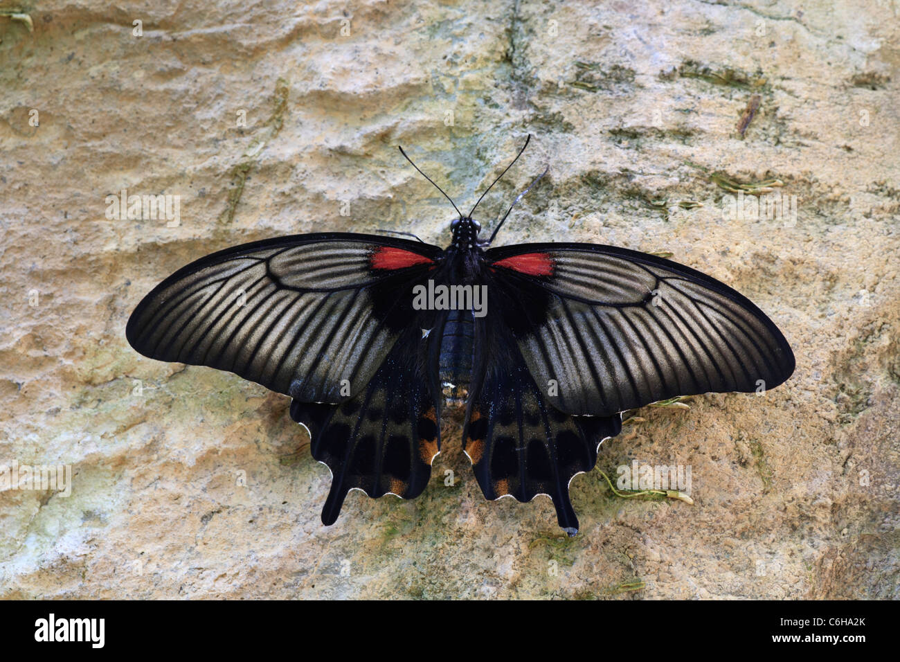 Großer Mormone Schmetterling (Papilio Memnon) Stockfoto