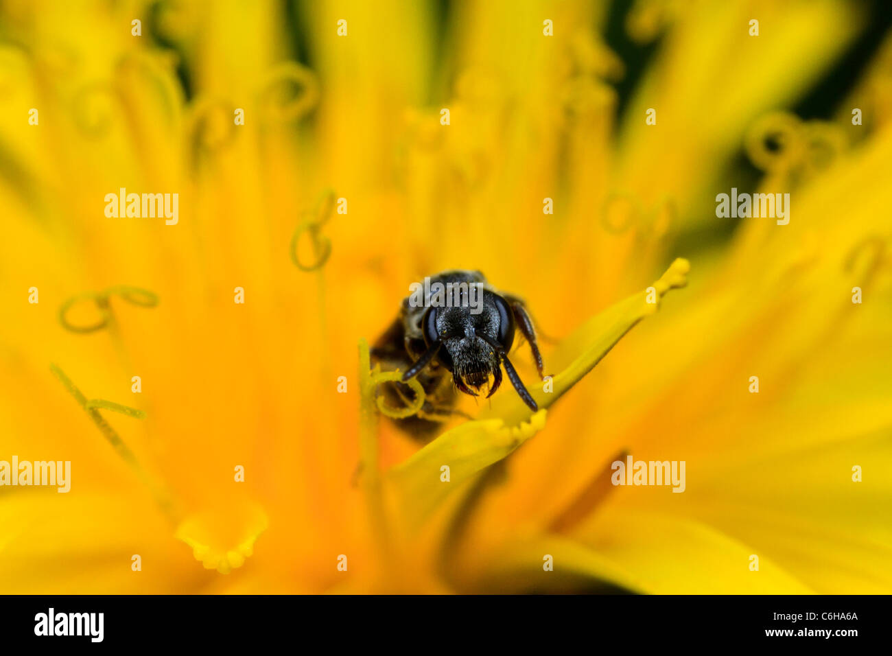 Wespe (Früchte SP.) auf Löwenzahn Stockfoto