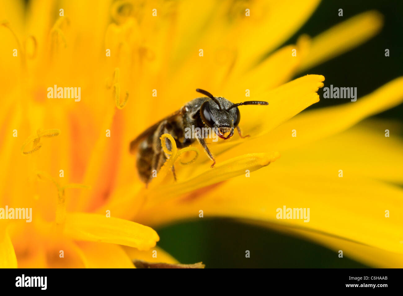 Wespe (Früchte SP.) auf Löwenzahn Stockfoto