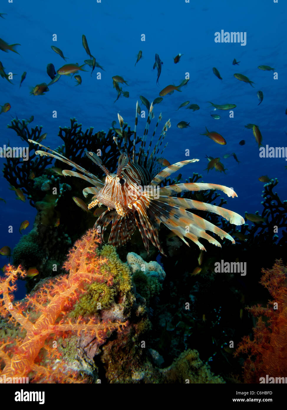 Gemeinsamen Feuerfische. (Pterois Miles) Bei Ras Mohamed im Roten Meer genommen. Stockfoto