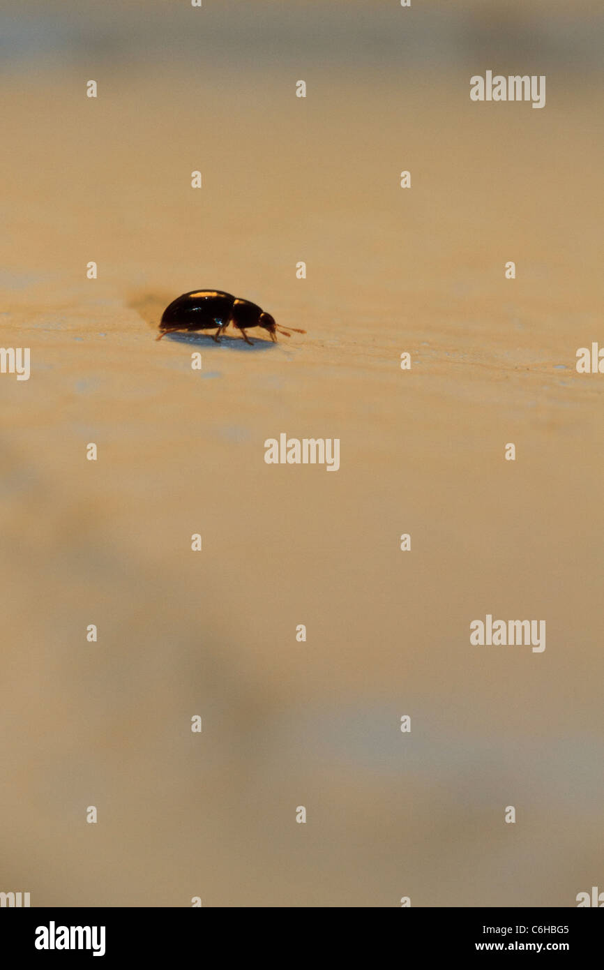 Kleine Käfer an einer Wand Stockfotografie - Alamy