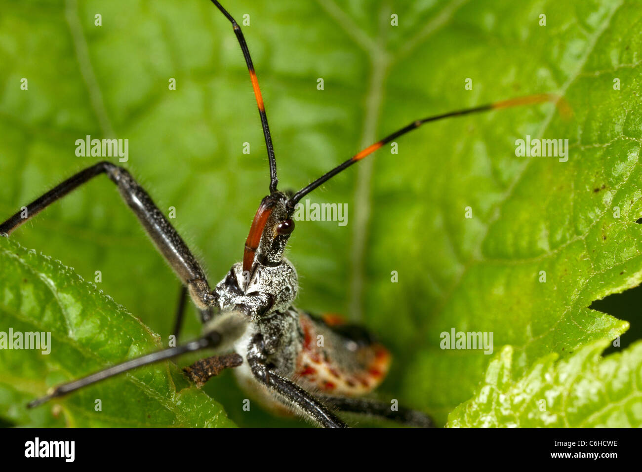 Rad Bug Nymphe (Arilus Cristatus) Stockfoto