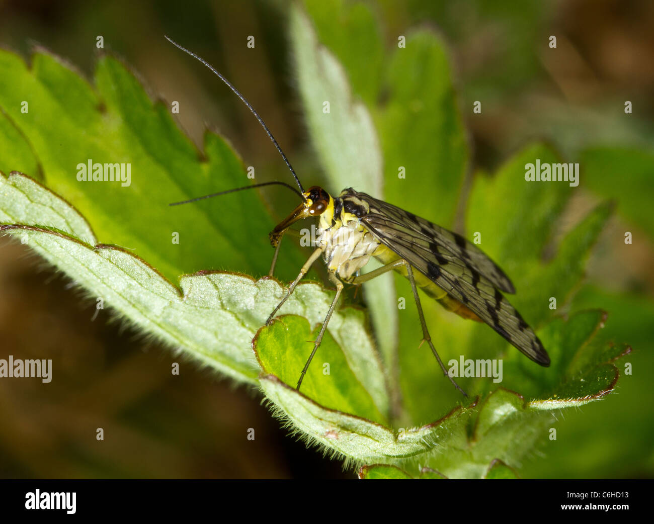 Eine weibliche Scorpionfly (Panorpa Communis) Stockfoto