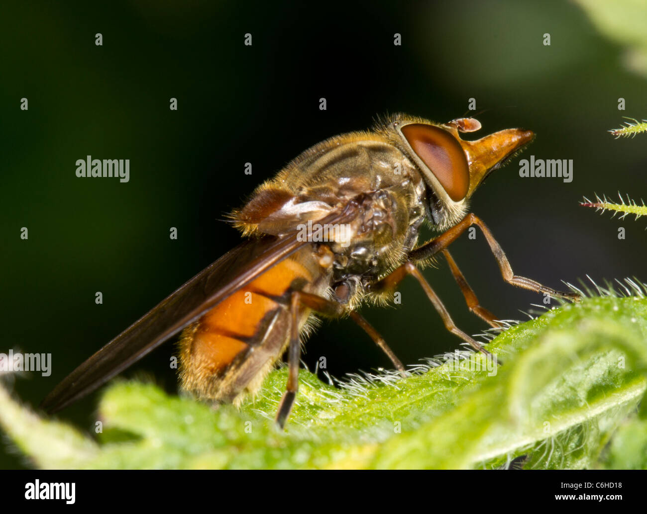 Hoverfly "Rhingia Campestris" Stockfoto