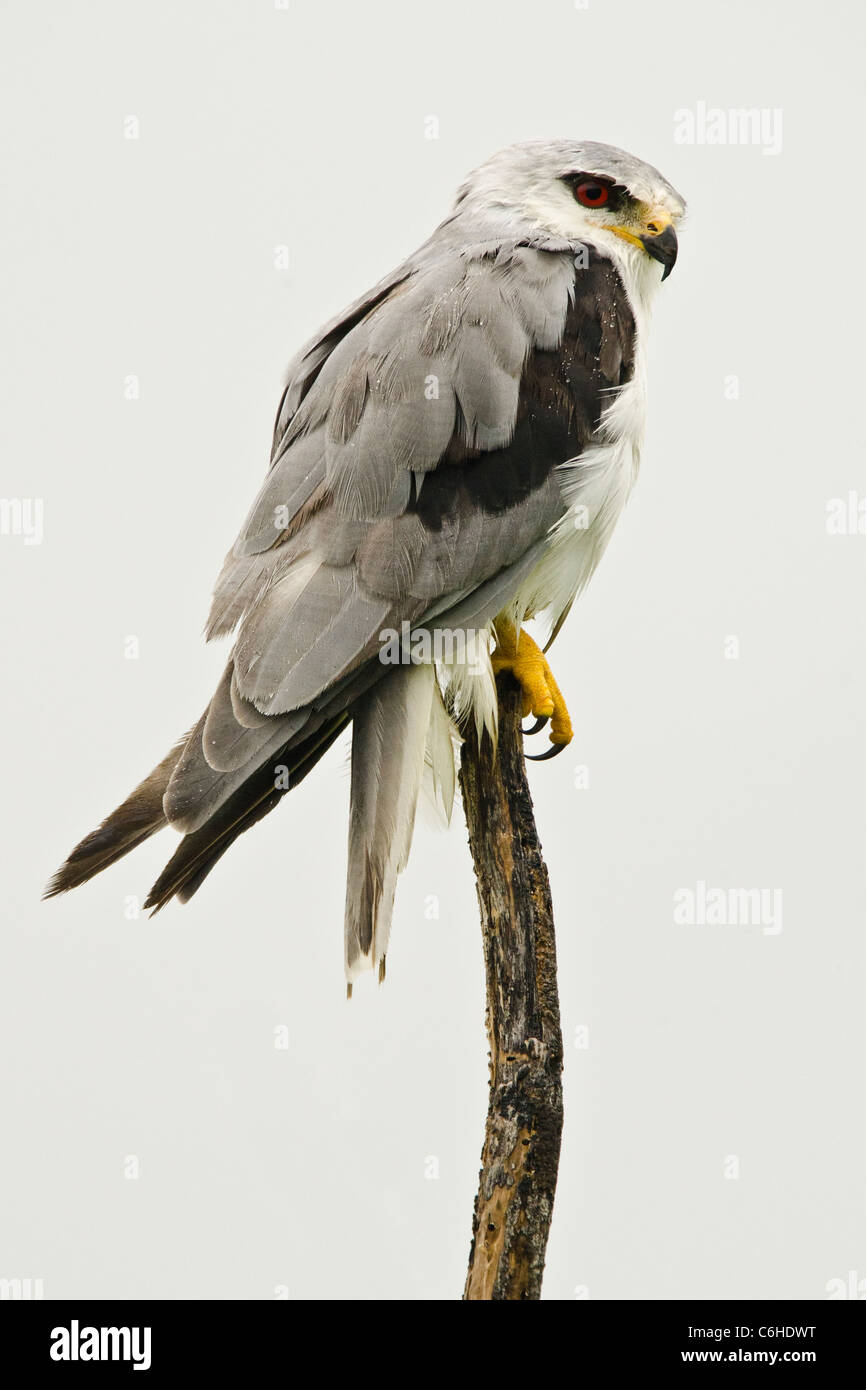 Gleitaar (Elanus Caeruleus) thront auf einem Ast im Monsun. Indien Stockfoto