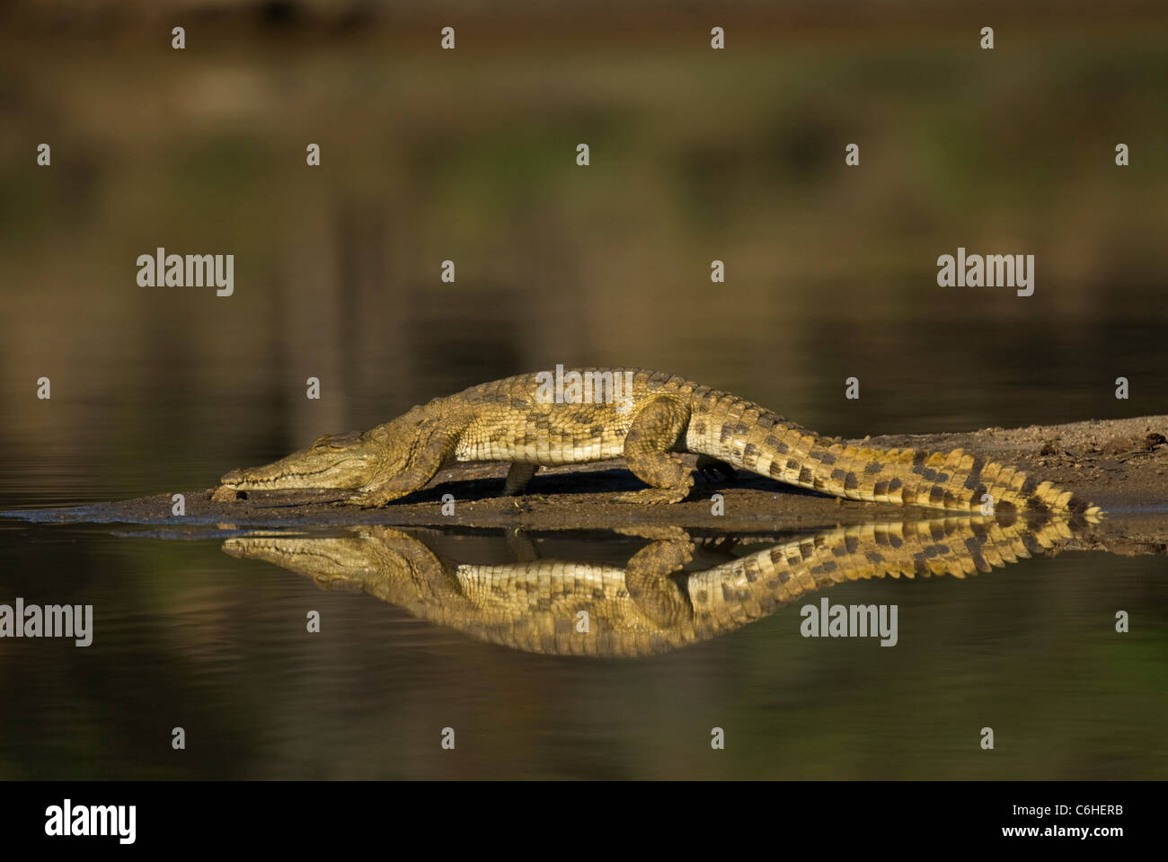 Krokodil auf Sandbank in Wasseroberfläche reflektiert Stockfoto
