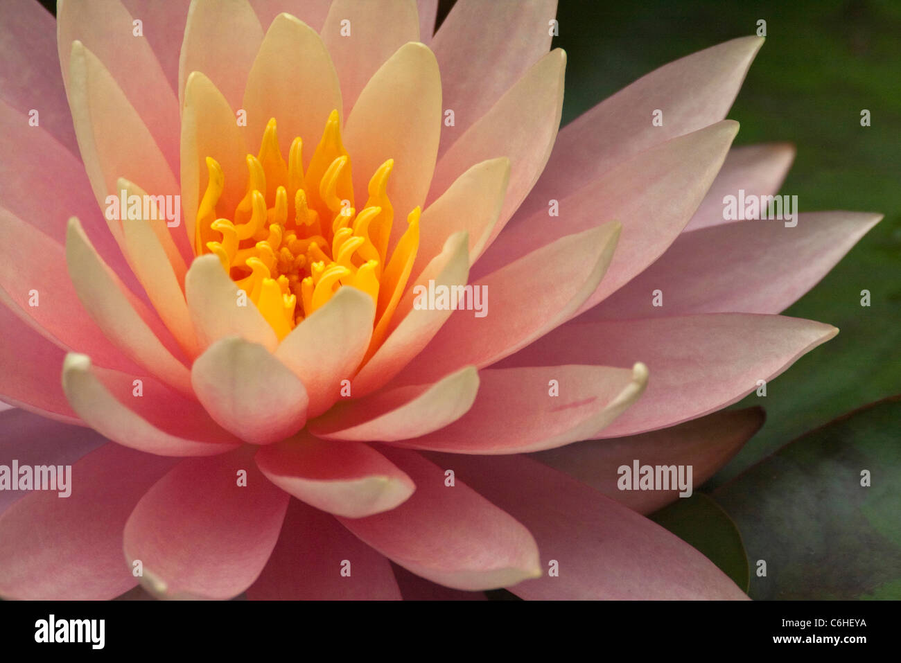 Seerose Blume Stockfoto
