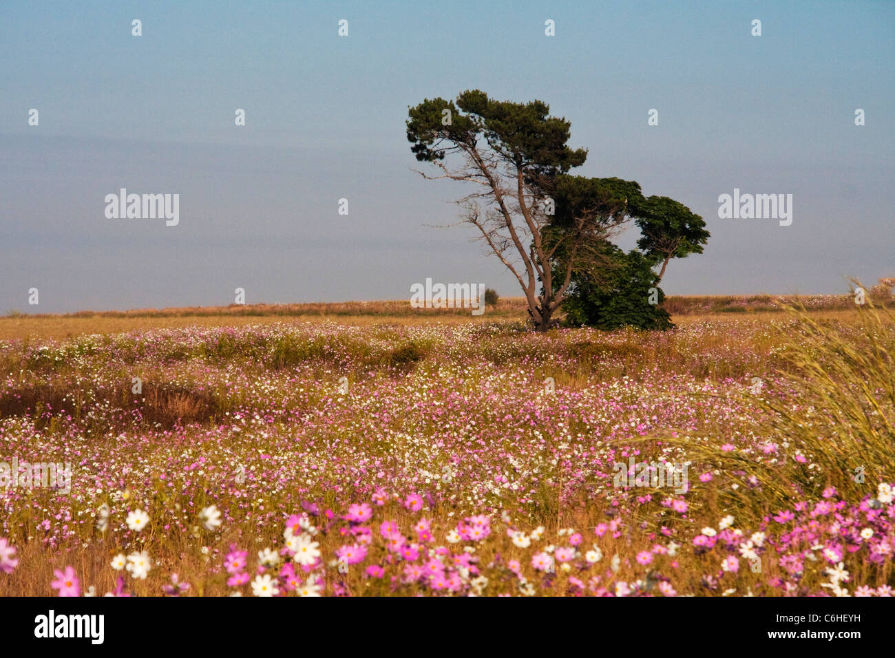 Highveld Landschaft mit einer Tanne, umgeben von einem Feld des Kosmos Stockfoto