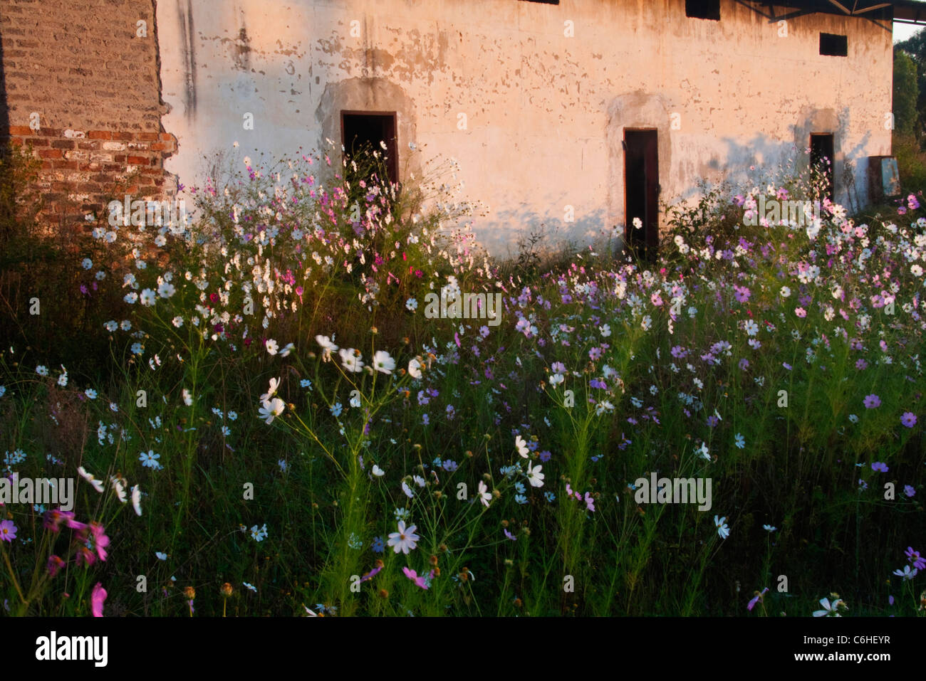 Kosmos-Blumen wachsen auf einem verlassenen Schuppen auf einem Bauernhof Stockfoto