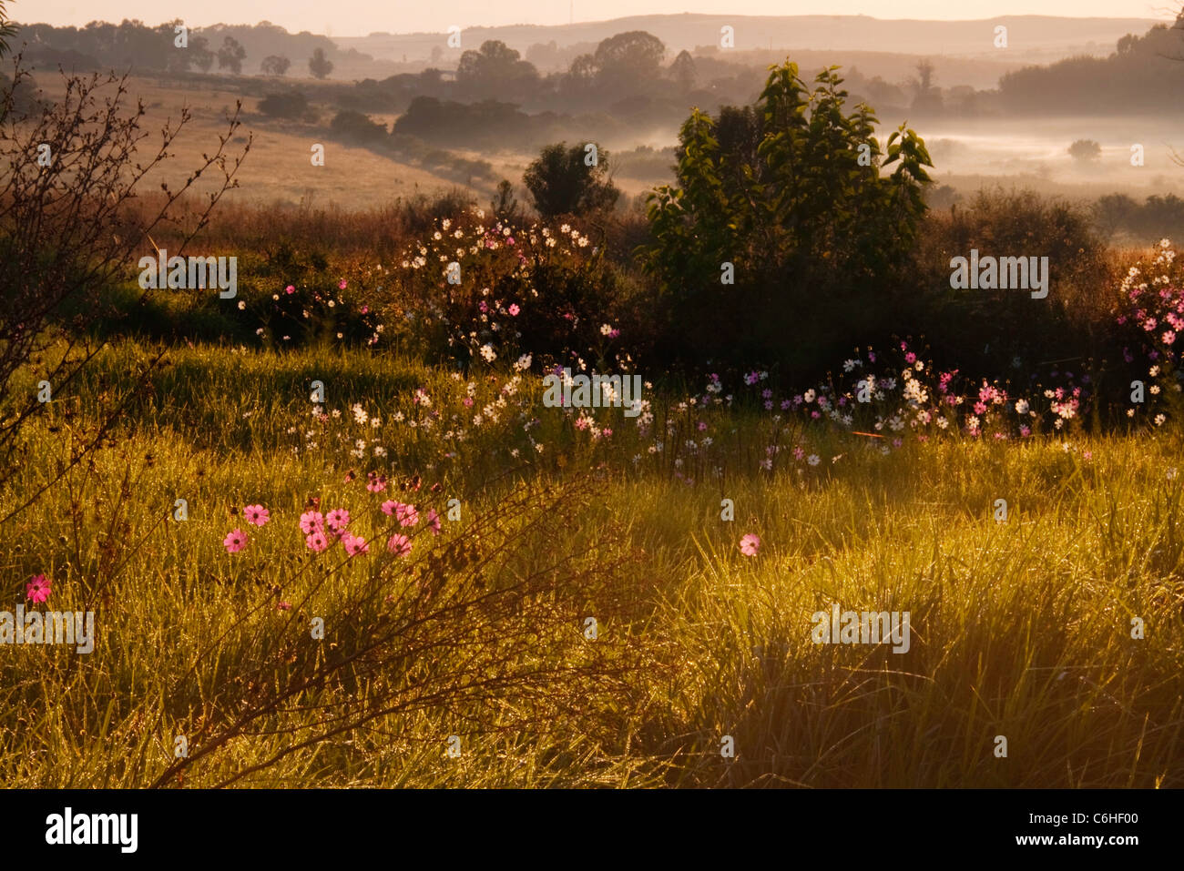 Ländliches Motiv mit einem Feld von Kosmos Blumen wachsen im Hinblick auf eine neblige Tal hinaus Stockfoto