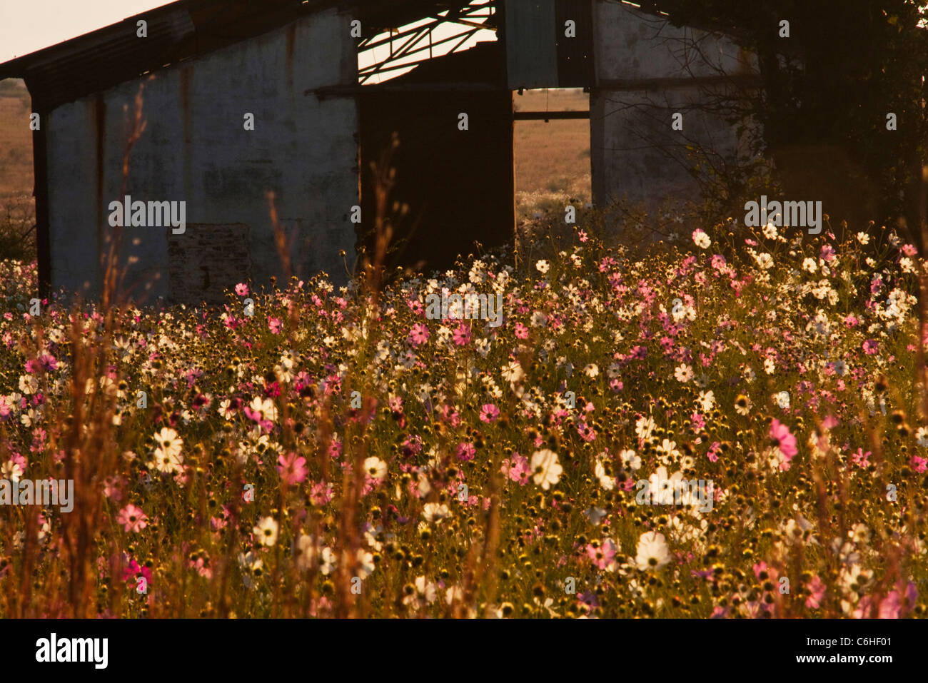 Kosmos-Blumen wachsen auf einem verlassenen Schuppen auf einem Bauernhof Stockfoto