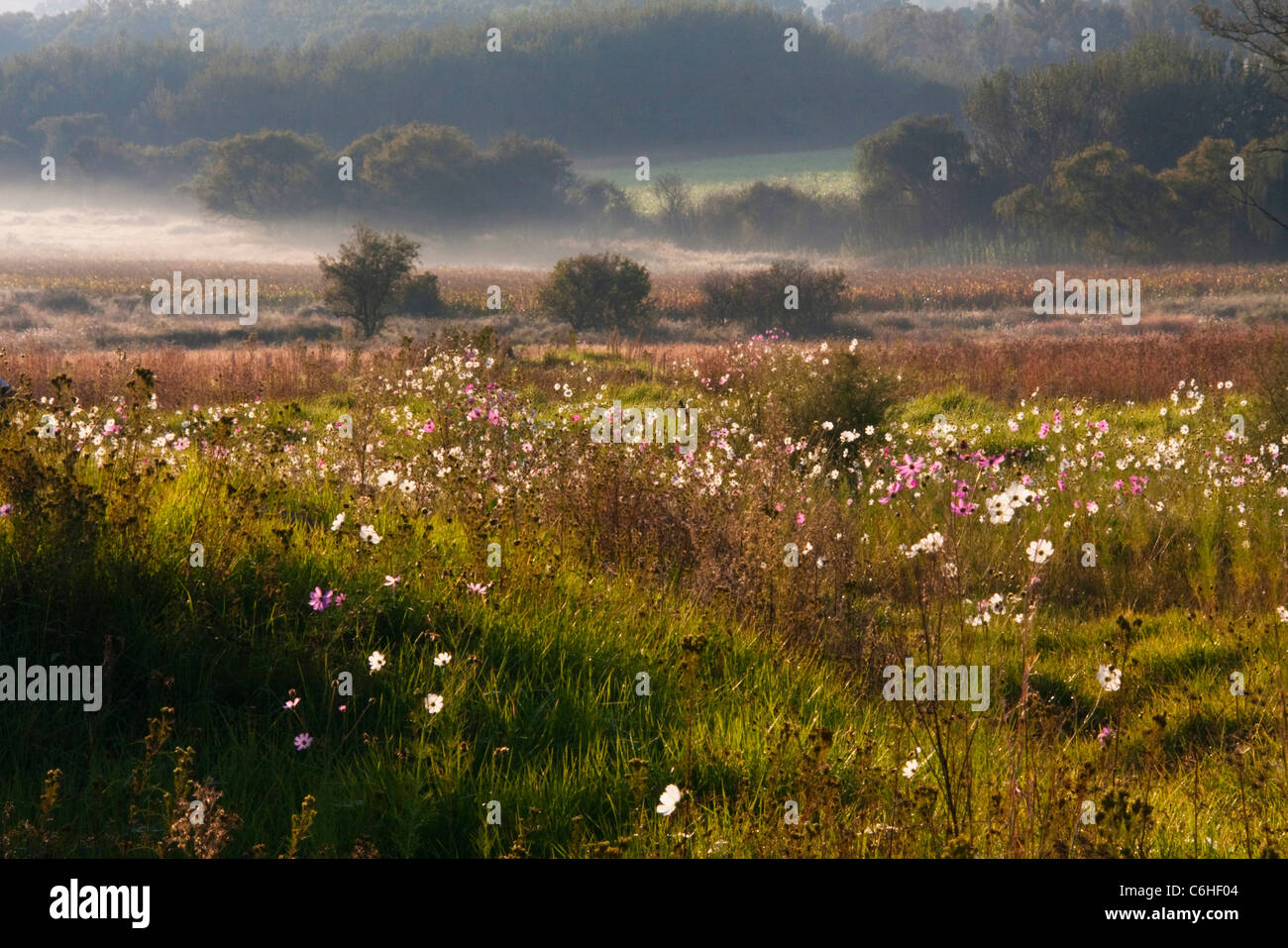 Ländliches Motiv mit einem Feld von Kosmos Blumen wachsen im Hinblick auf eine neblige Tal hinaus Stockfoto