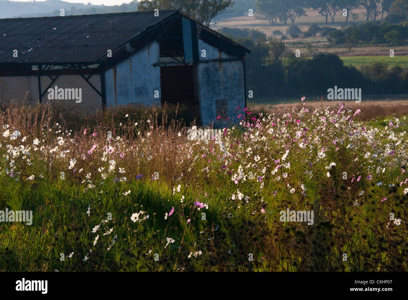 Kosmos-Blumen wachsen auf einem verlassenen Bauernhof Schuppen Stockfoto