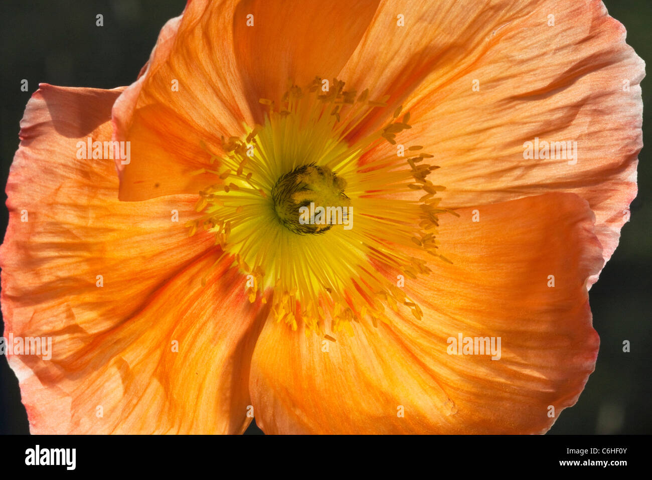 Durchscheinende Blütenblätter einer orange Mohn Blume Stockfoto