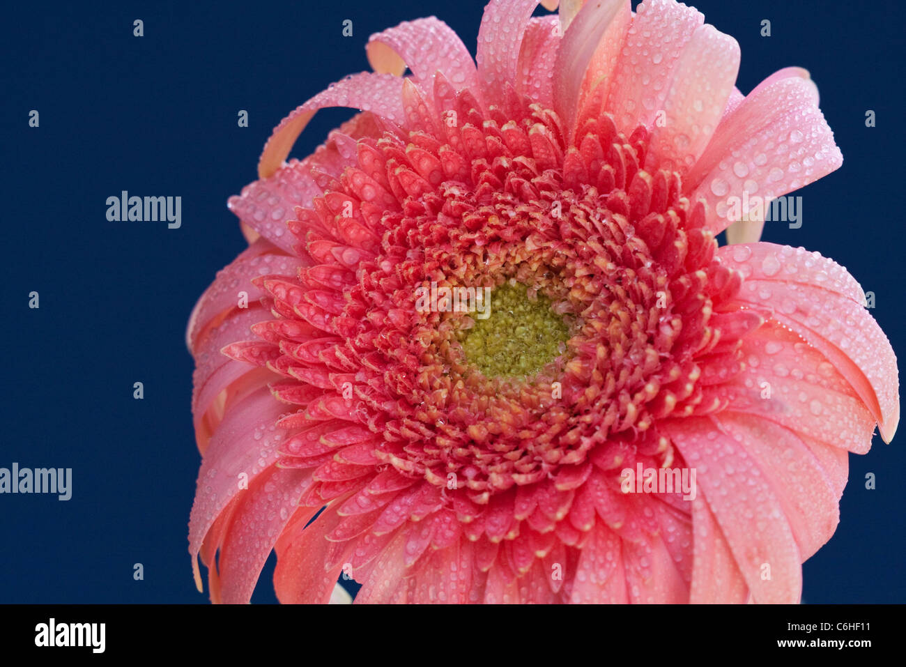 Rosa zusammengesetzte Blume mit Wassertropfen Stockfoto