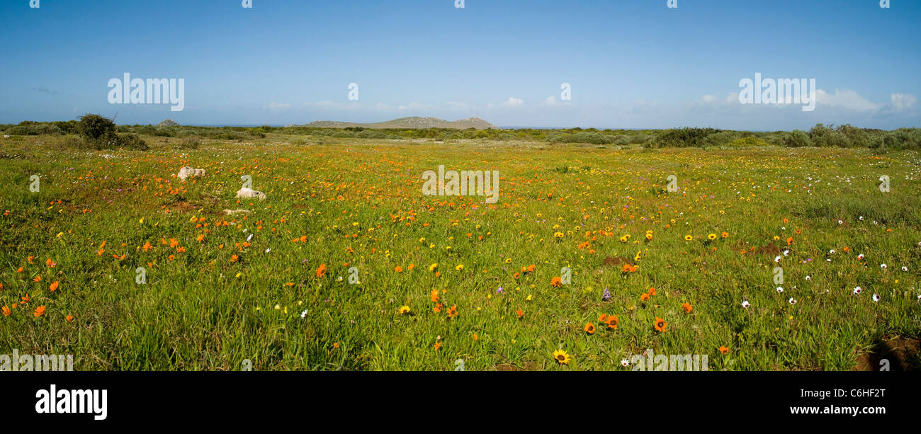 Blumenwiese im West Coast National park Stockfoto