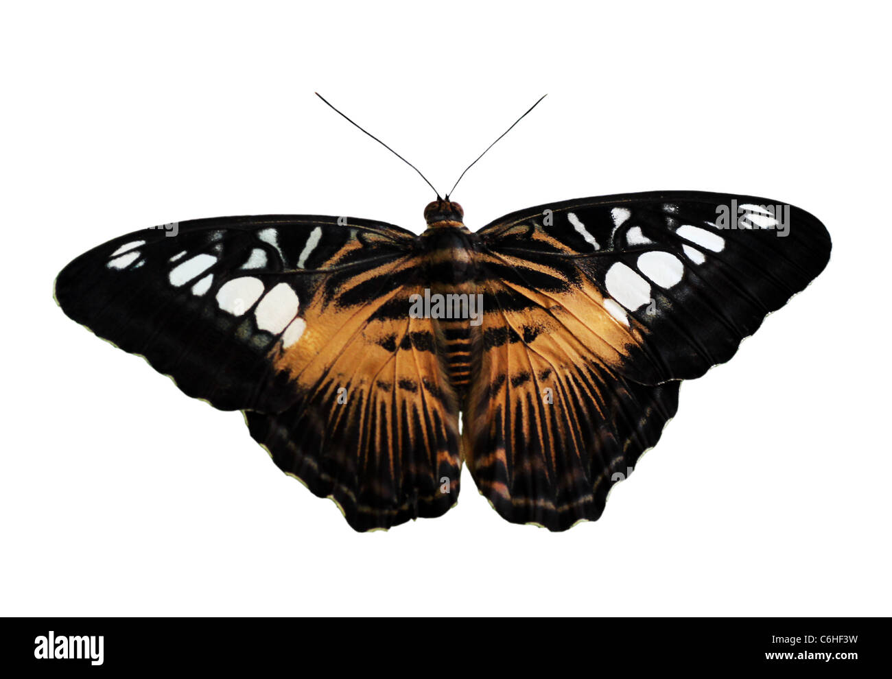 Schmetterling mit geöffneten Flügel isoliert auf weiss Stockfoto
