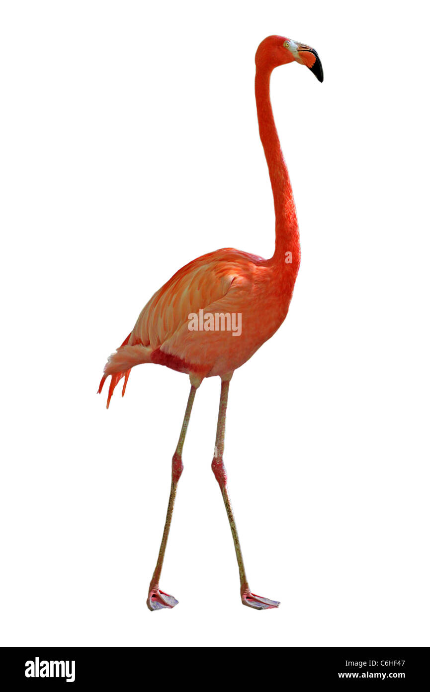 Rosa Flamingo isoliert auf weiss Stockfoto
