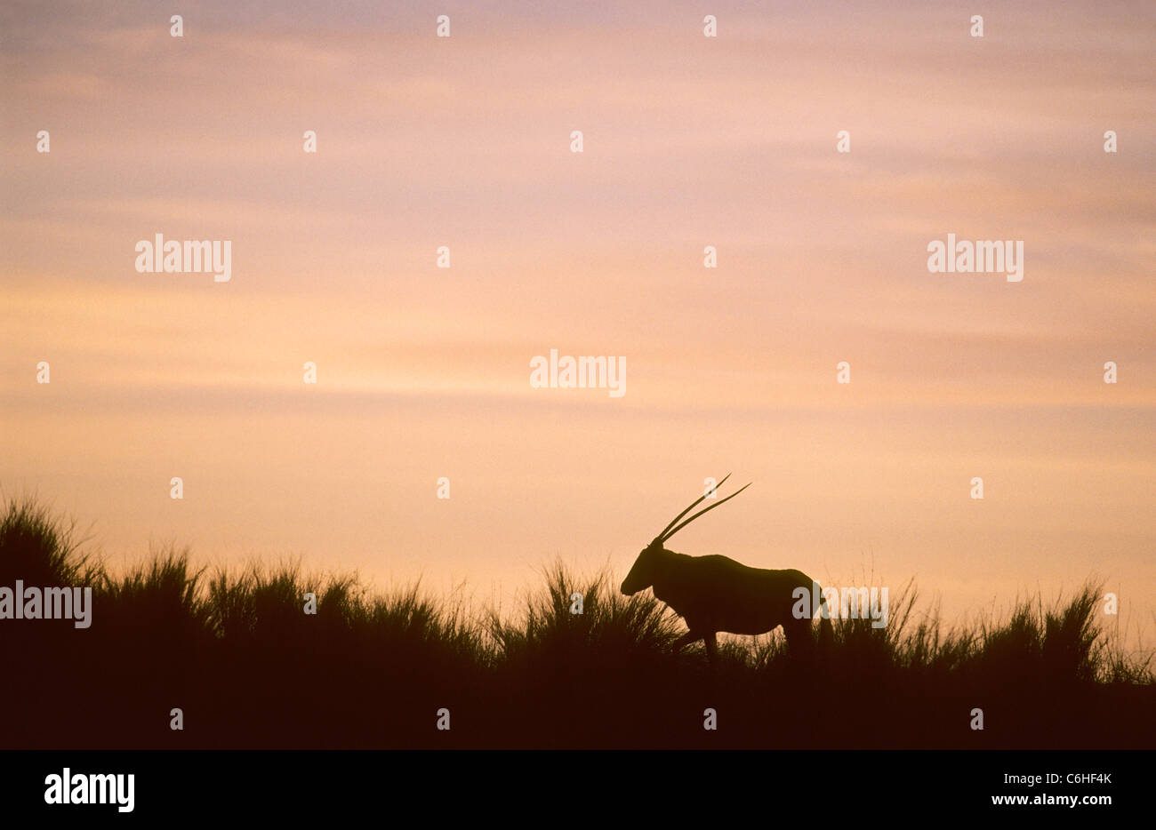 Gemsbock-Silhouette auf Düne Kamm in der Abenddämmerung (Oryx Gazella) Stockfoto